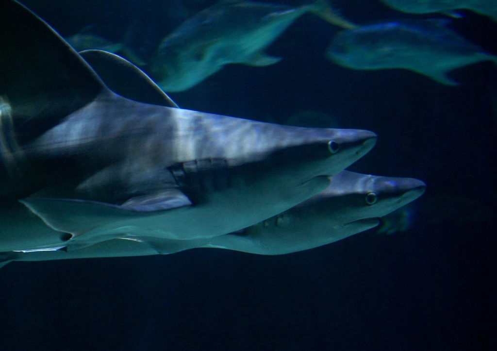 Shark Wachting a Lampione nelle Pelagie: un vero paradiso dei sub