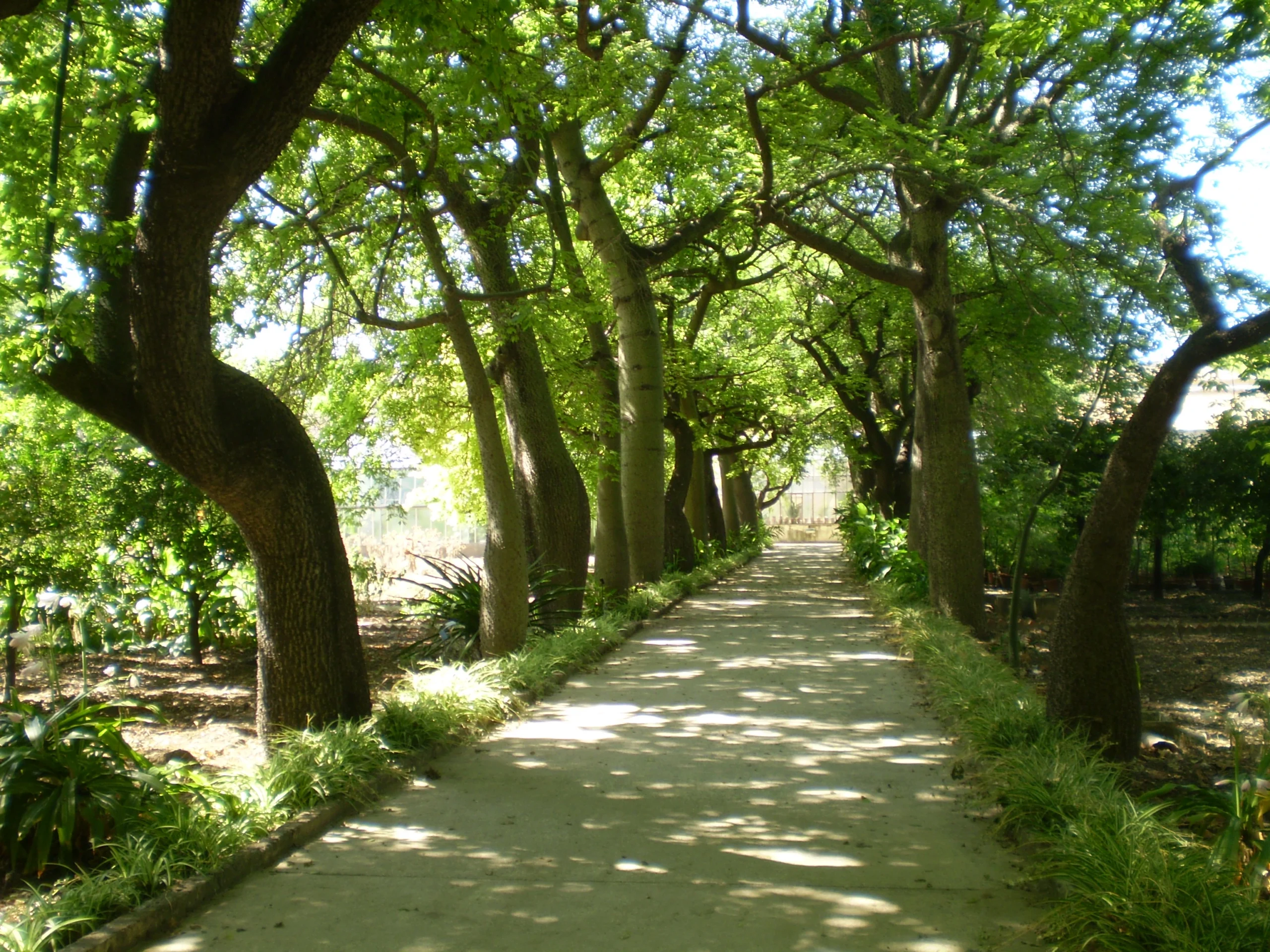 Gli orti botanici della Sicilia