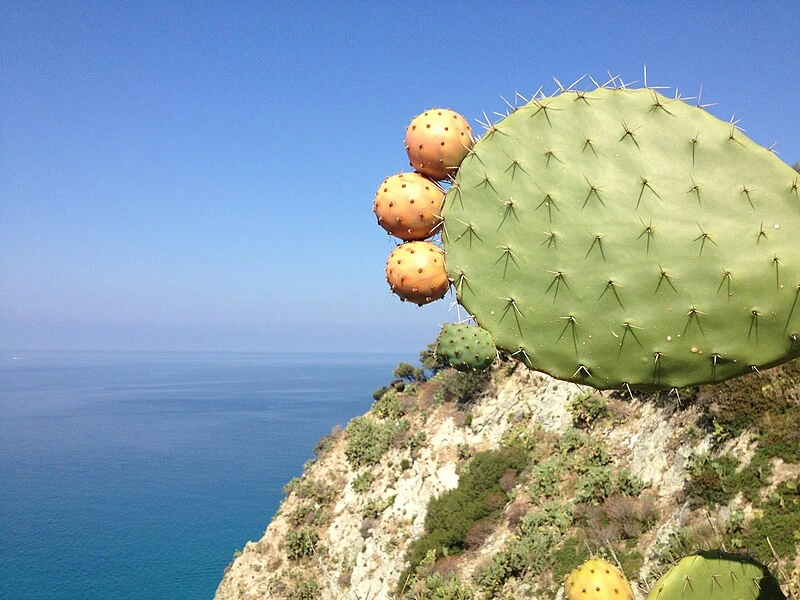 La sagra del ficodindia di Roccapalumba