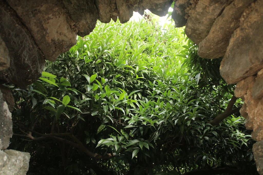 I giardini panteschi: ecco da dove nascono gli agrumi di Pantelleria