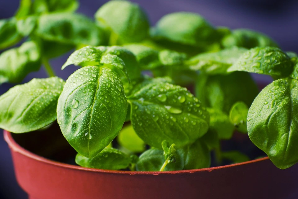 Il pesto alla trapanese, una specialità della Sicilia occidentale