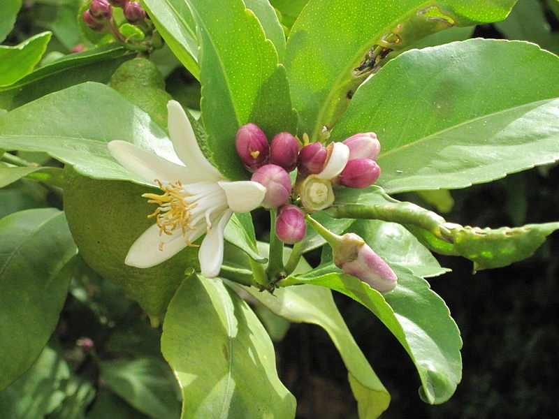 La zagara, il fiore simbolo delle spose siciliane, e non solo