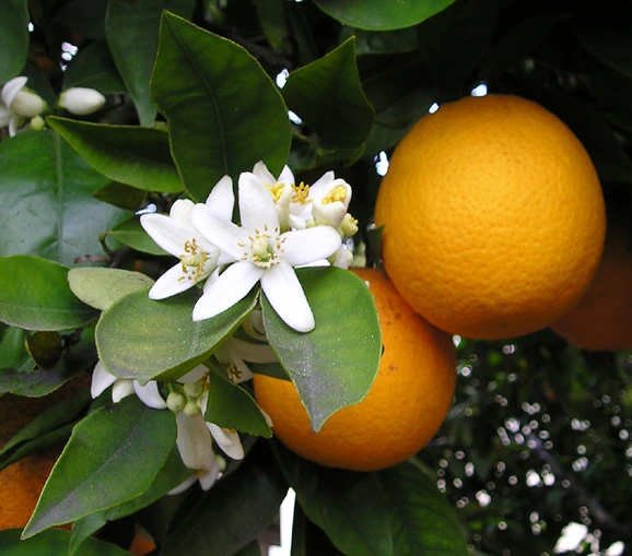 La zagara, il fiore simbolo delle spose siciliane, e non solo