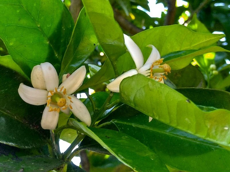 La zagara, il fiore simbolo delle spose siciliane, e non solo